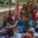 SMPN 1 Pulau Rakyat Sembelih 2 Ekor Sapi Dan 1 Ekor Kambing