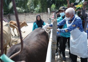 Bupati Asahan Tinjau Langsung Penyuntikan Vaksin PMK