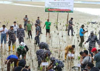 Peringatan Mangrove Sedunia, Lanal Dabo Singkep Tanam Ribuan Bibit Mangrove