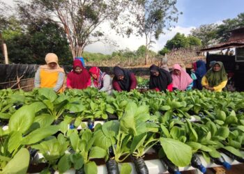 Dibina PT Timah Tbk, Kelompok Wanita di Pulau Setunak Bisa Hasilkan Sayuran Sendiri
