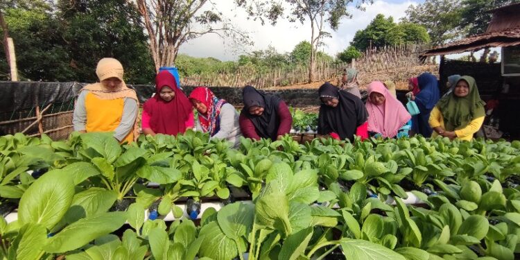 Dibina PT Timah Tbk, Kelompok Wanita di Pulau Setunak Bisa Hasilkan Sayuran Sendiri
