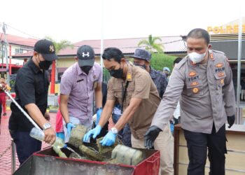 Polres Karimun Lakukan Pemusnahan BB Ganja Kering Seberat 30.412 gram