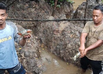 PT Timah Tbk  Berdayakan Pokdakan Setunak Bersatu Budidayakan Kepiting
