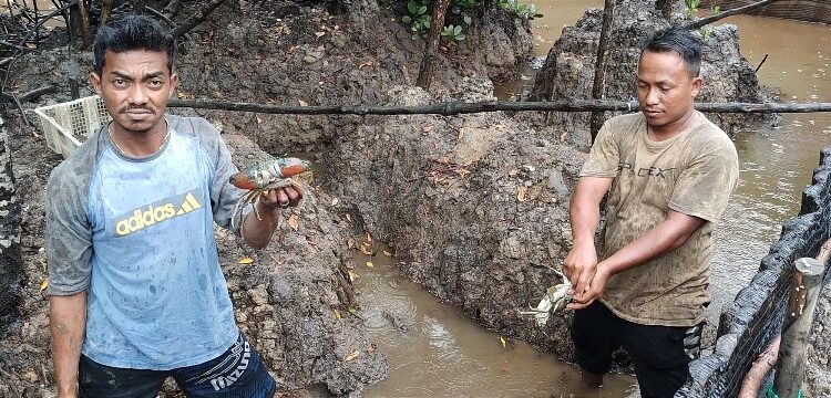 PT Timah Tbk  Berdayakan Pokdakan Setunak Bersatu Budidayakan Kepiting