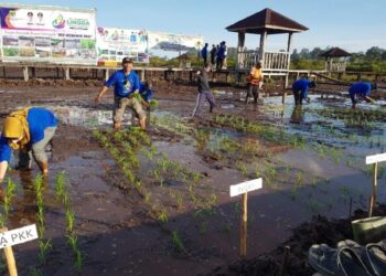 HUT ke- 19 Kabupaten Lingga, Dinas Pertanian Tanam Padi Serentak di 5 Lokasi