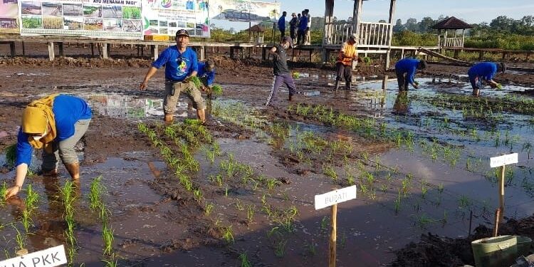 HUT ke- 19 Kabupaten Lingga, Dinas Pertanian Tanam Padi Serentak di 5 Lokasi