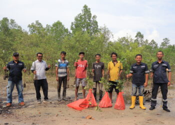 Komitmen Tekan Abrasi, PT Timah Bersama Masyarakat  Lakukan Penyulaman Mangrove