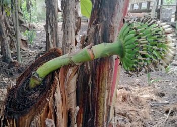 Menghebohkan, Pohon Pisang di Desa Persatuan Berbuah Dua Kali