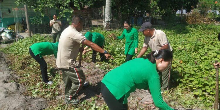 Dukung Ketahanan Pangan, Koramil 04 Dabo Panen Ubi Jalar