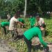 Dukung Ketahanan Pangan, Koramil 04 Dabo Panen Ubi Jalar