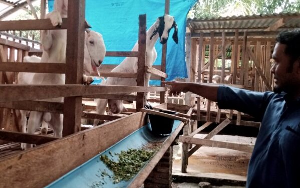 Kades Manis Raup Keuntungan Belasan Juta Dari Ternak Kambing Etawa