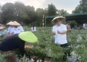 Panen Perdana