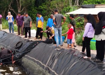 Kelompok Budidaya Udang Vaname di Desa Berindat  Panen