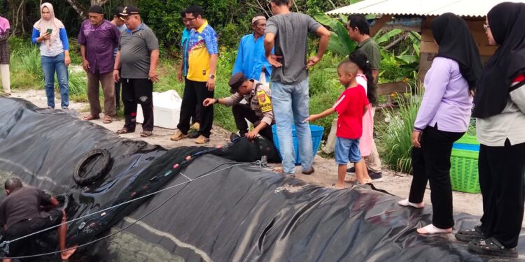 Kelompok Budidaya Udang Vaname di Desa Berindat  Panen