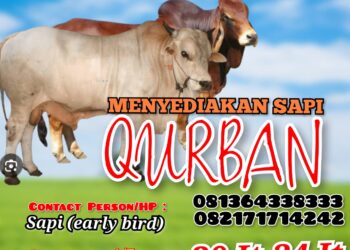 Jelang Idul Adha, Bintano Karimun Farm Sediakan Sapi Qurban Berkualitas