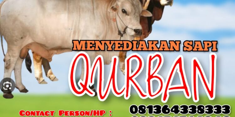 Jelang Idul Adha, Bintano Karimun Farm Sediakan Sapi Qurban Berkualitas