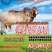 Jelang Idul Adha, Bintano Karimun Farm Sediakan Sapi Qurban Berkualitas