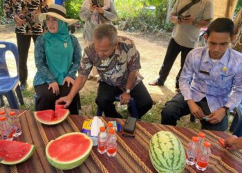Pj Bupati Aceh Singkil hadiri Panen Perdana Semangka di Kecamatan Gunung Meriah