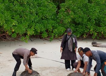 Dua Ekor Penyu Hijau Dilepas Liarkan di Pulau Palambak Aceh Singkil