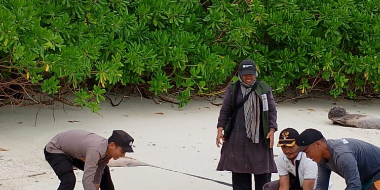 Dua Ekor Penyu Hijau Dilepas Liarkan di Pulau Palambak Aceh Singkil