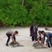 Dua Ekor Penyu Hijau Dilepas Liarkan di Pulau Palambak Aceh Singkil