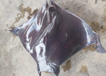 Ikan Pari Manta Bobot 22.5 Kg Tersangkut Jaring Kapal Nelayan Karimun