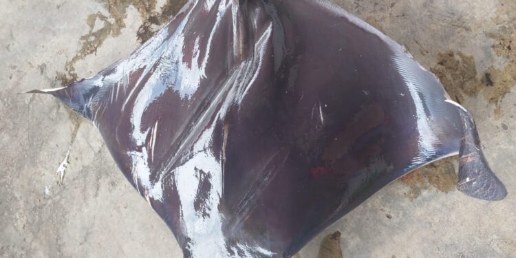 Ikan Pari Manta Bobot 22.5 Kg Tersangkut Jaring Kapal Nelayan Karimun