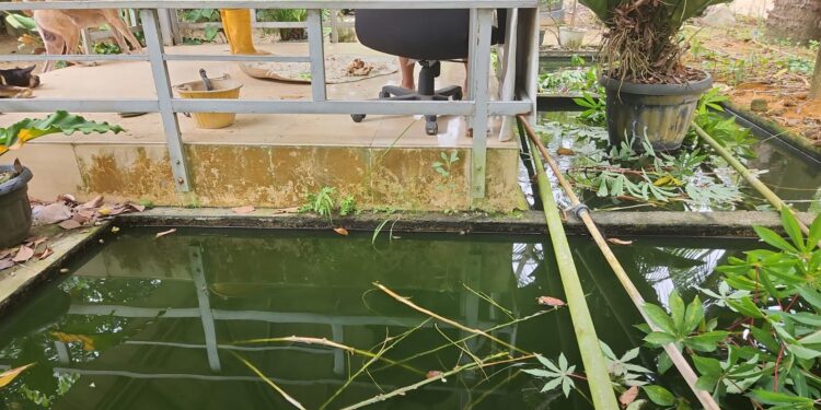 Kasus DBD Meningkat, Dinkes Karimun Minta Masyarakat Jaga Kebersihan Lingkungan