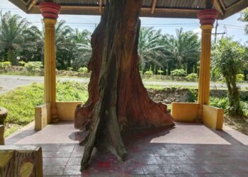 Tunggul Kayu