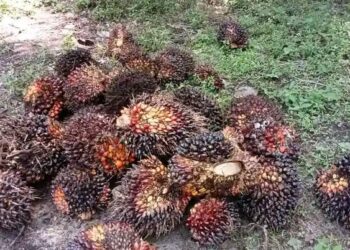 Harga TBS di Aceh Singkil Naik, Namun Tidak Berdampak Menggiurkan Bagi Petani Sawit