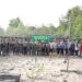 Penanaman Mangrove