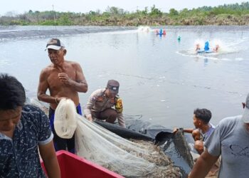 Panen Udang