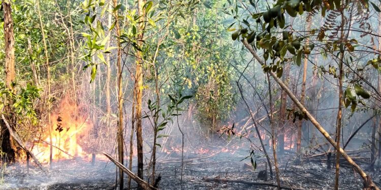 Lahan terbakar