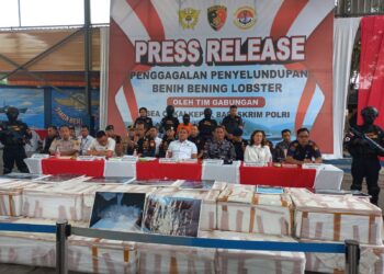 Benih lopster