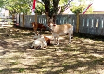 Lembu