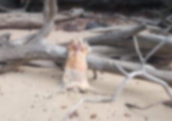 Warga Dihebohkan dengan Penemuan Mayat Pria di Pantai Pulau Nuja Lingga