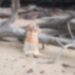 Warga Dihebohkan dengan Penemuan Mayat Pria di Pantai Pulau Nuja Lingga