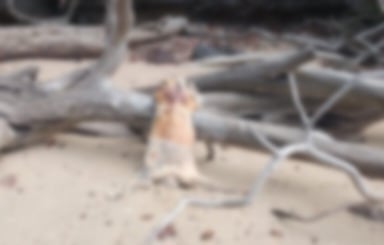 Warga Dihebohkan dengan Penemuan Mayat Pria di Pantai Pulau Nuja Lingga