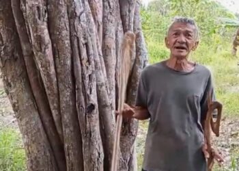 Warga Pongkar Temukan Pohon Langka Bercabang Delapan