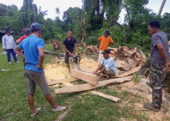pohon tumbang