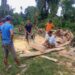 pohon tumbang