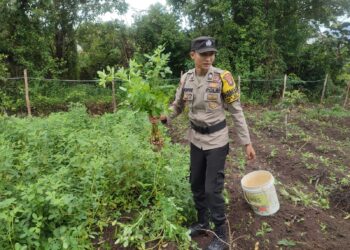 Briptu Nofri Gencar Lakukan Gerakan Ketahanan Pangan Perkebunan Kacang