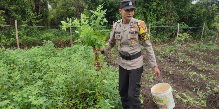 Briptu Nofri Gencar Lakukan Gerakan Ketahanan Pangan Perkebunan Kacang