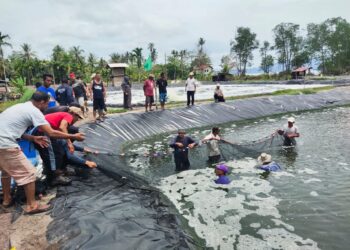 Kelompok Budidaya Desa Berindat Panen 2,1 Ton Udang Vaname
