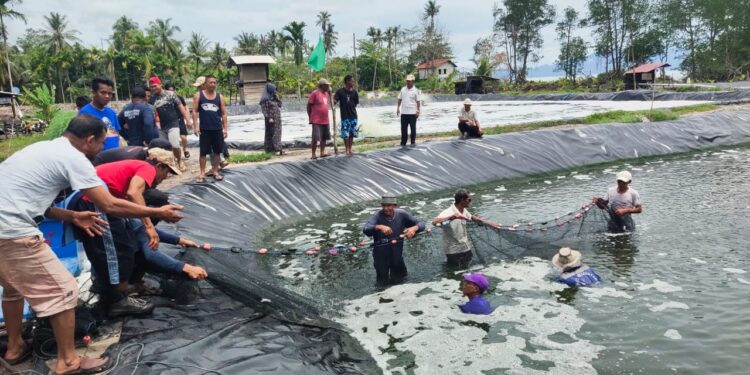 Kelompok Budidaya Desa Berindat Panen 2,1 Ton Udang Vaname