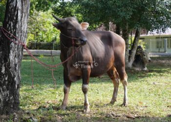 Idul Adha 1446 H PT Timah Bagikan 256 Hewan Kurban Untuk Masyarakat