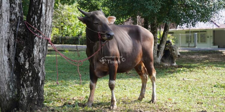 Idul Adha 1446 H PT Timah Bagikan 256 Hewan Kurban Untuk Masyarakat