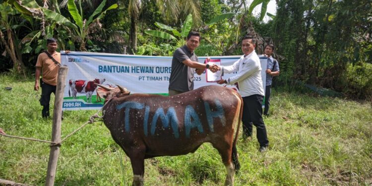 PT Timah Terus Distribusikan Hewan Kurban Hingga ke Desa Terpencil