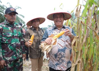 Bupati Asahan Ikuti Panen Raya Jagung Serentak yang Dipimpin Presiden RI