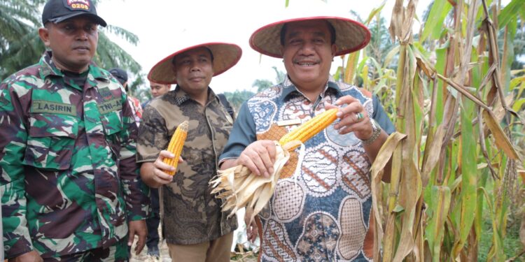 Bupati Asahan Ikuti Panen Raya Jagung Serentak yang Dipimpin Presiden RI